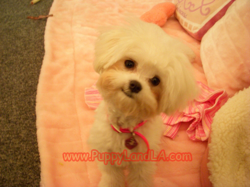 teacup maltese